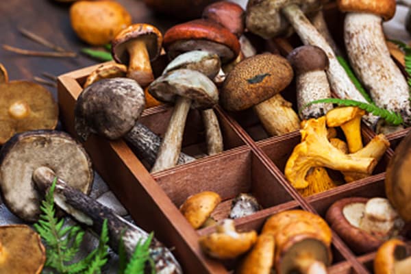 Top 10 Mushrooms for Better Health